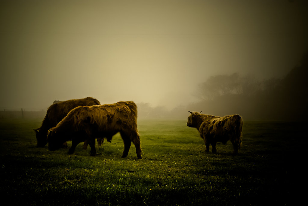 Bulls in the Mist