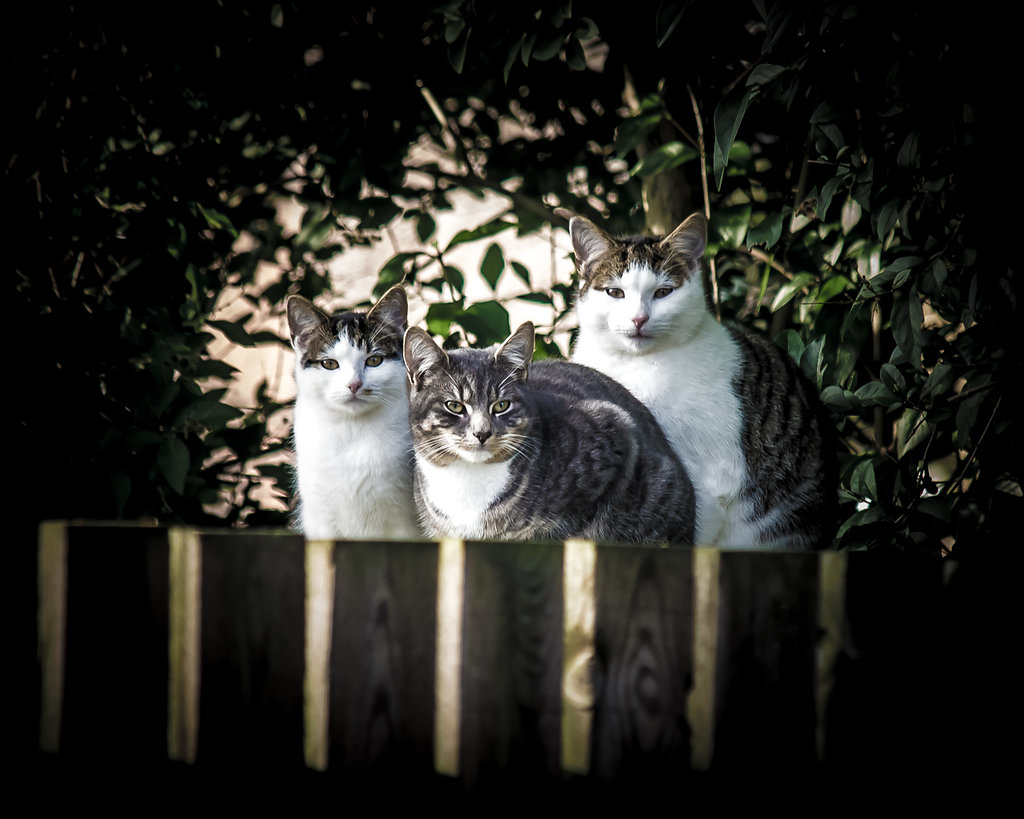 The Neighbours